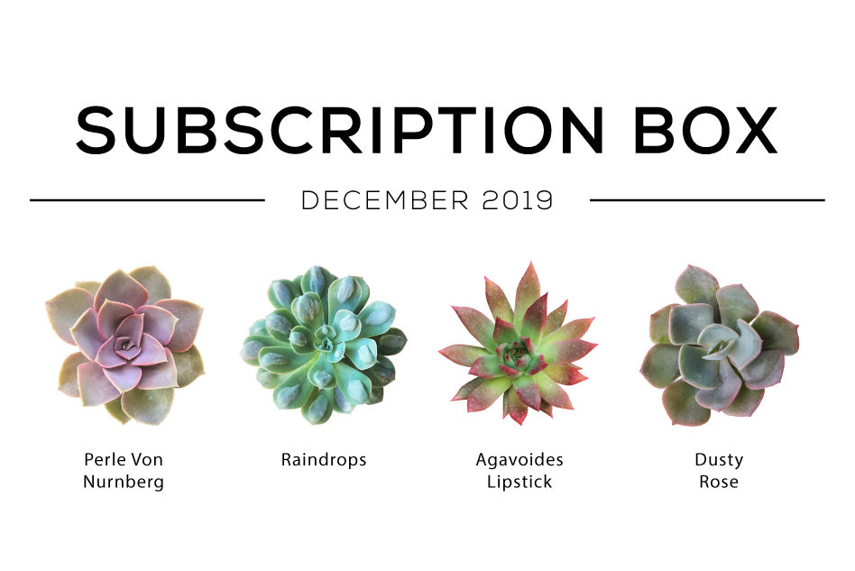 Succulents Subscription Box December 2019, Succulents Subscription Box delivered monthly