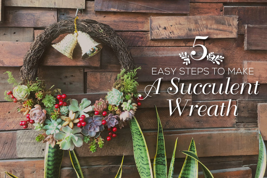 5 Easy Steps to DIY Christmas Wreath with Succulents, How to Make a Living Succulent Wreath, Succulent Wreath Ideas in 2021, Succulent Wreath Diy, Real Succulent Wreath, Succulent Door Wreath