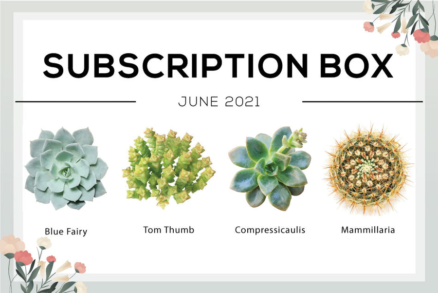 June 2021 Succulent Subscription Box Care Guide