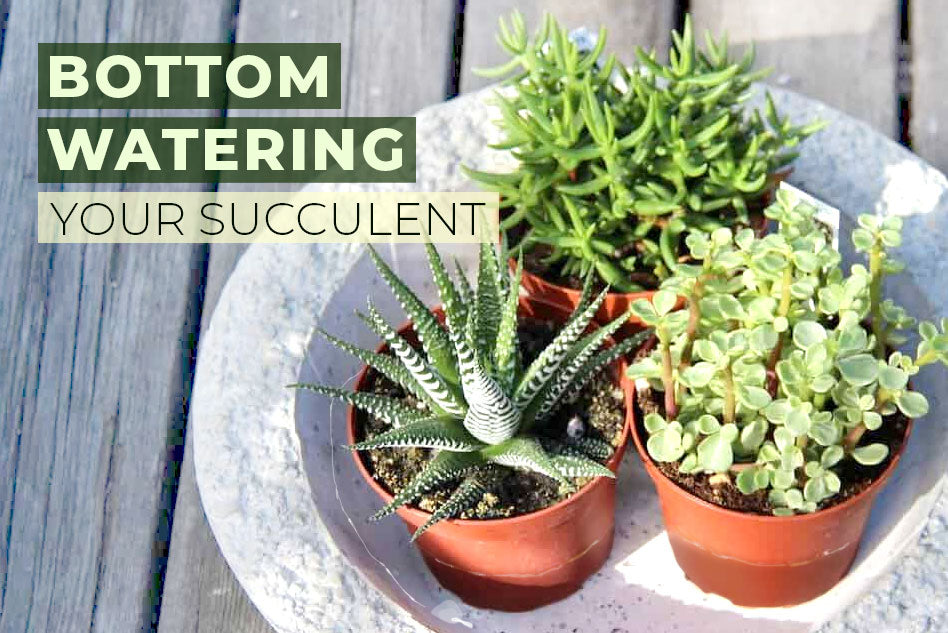 How and when you should bottom water your succulents