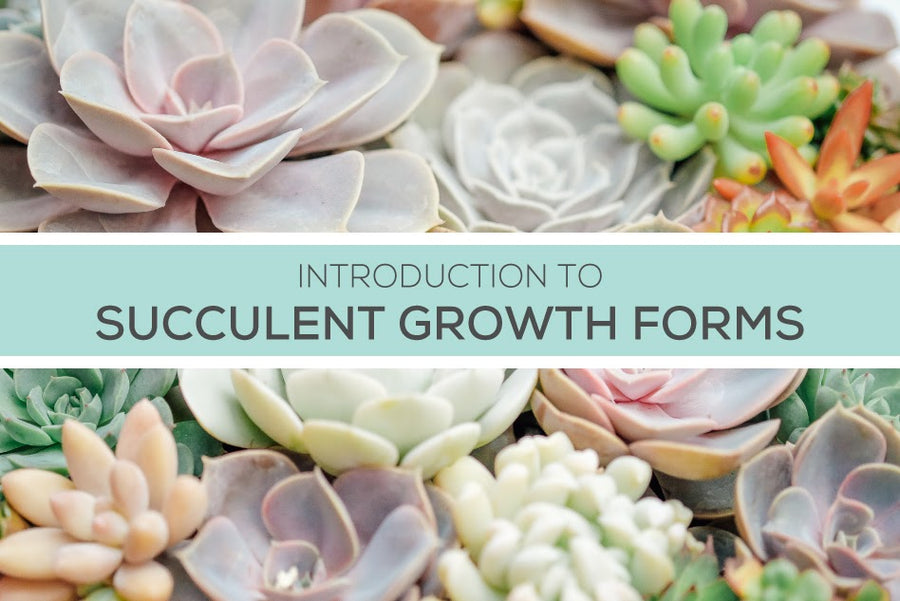 10 most common succulent growth forms, Types of succulent plants