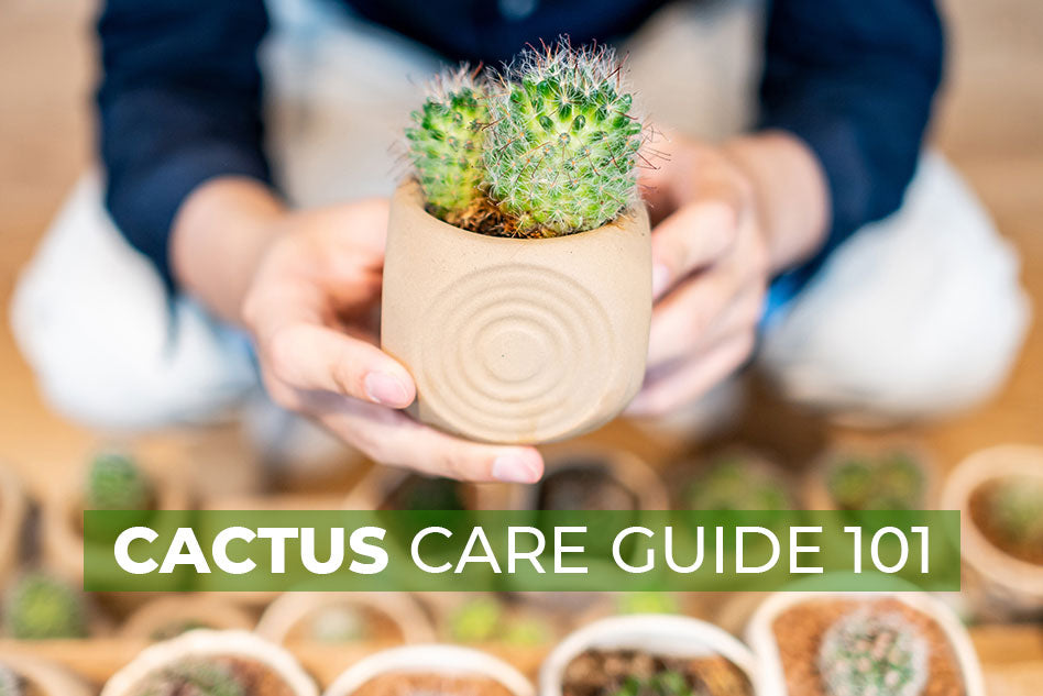 Cactus Care Guide 101, How to care for cactus succulent plants, Tips for growing cactus