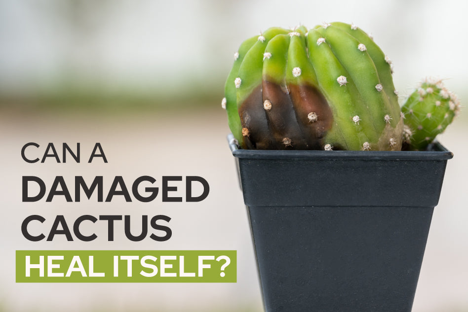 Can a Damaged Cactus Heal Itself, cactus care tips, how to grow cactus