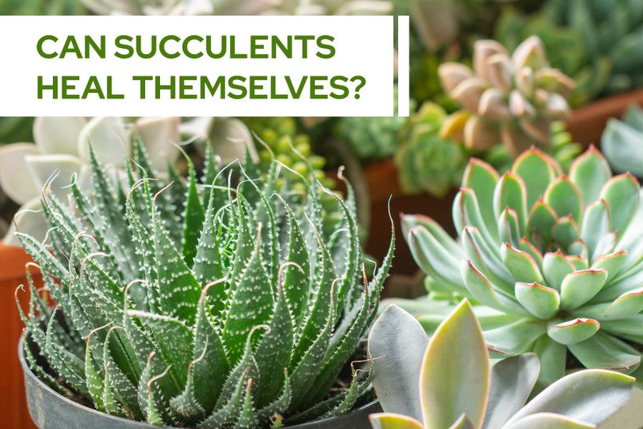 Can succulents heal themselves?