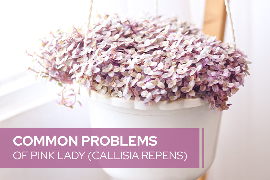 Common Problems of Pink Lady (Callisia Repens) Plant