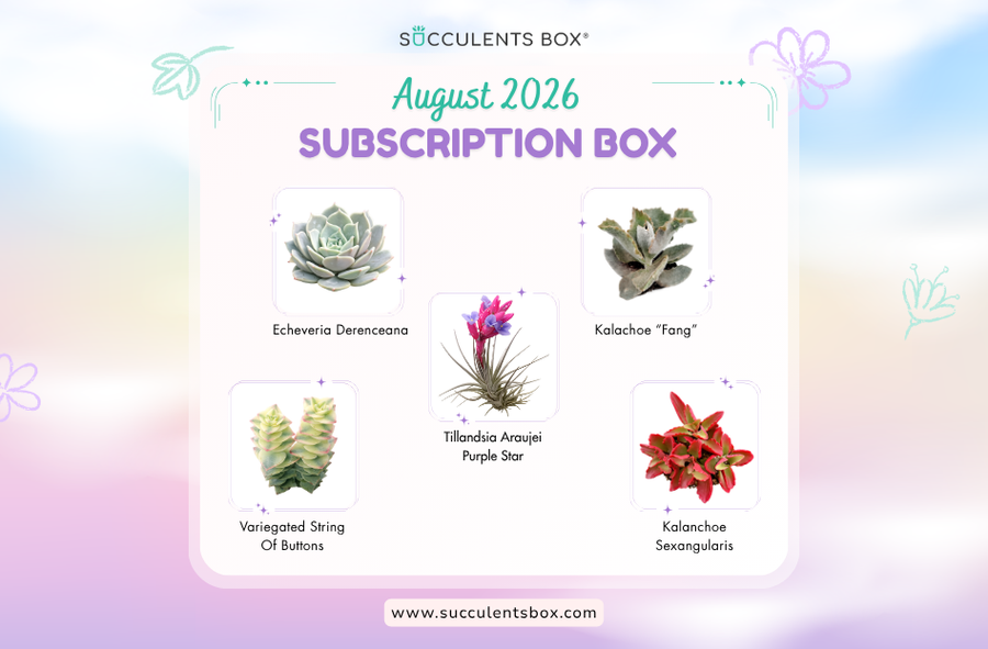 AUGUST 2026 SUCCULENT SUBSCRIPTION BOX CARE GUIDE