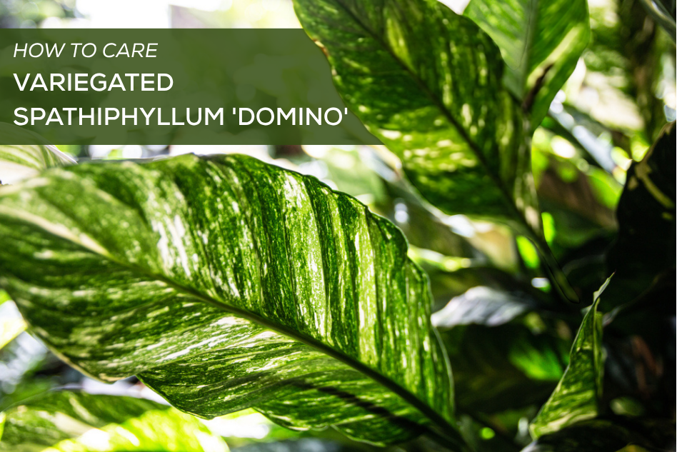 How to Care for Variegated Spathiphyllum 'Domino'