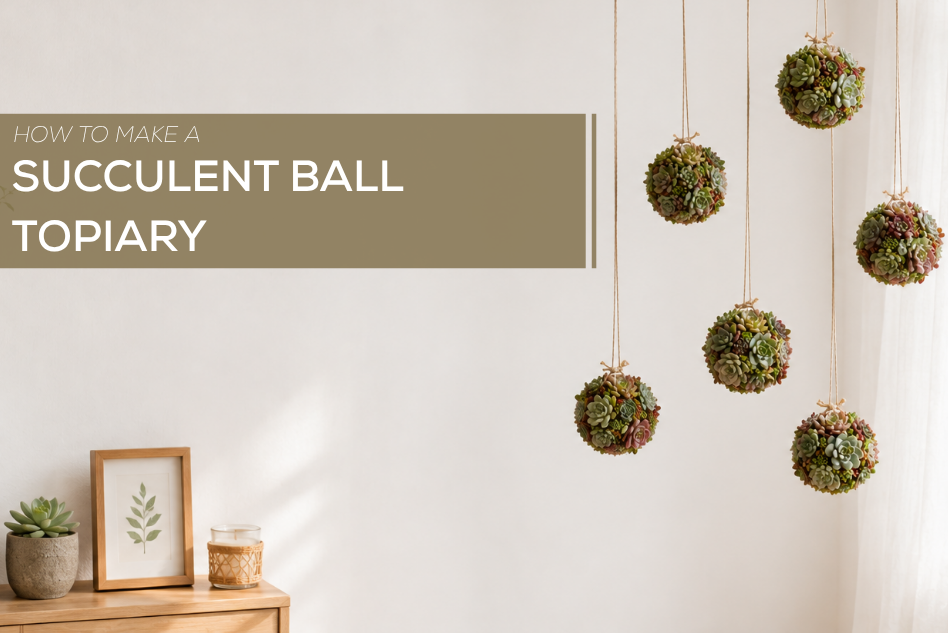 How to Make a Succulent Ball Topiary