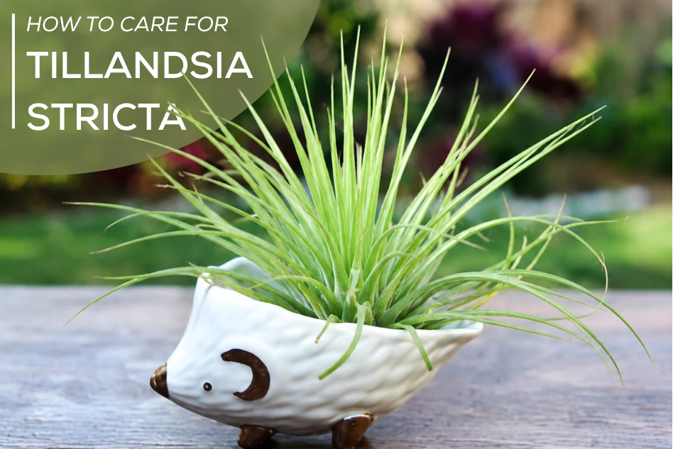 How to care for Tillandsia Stricta
