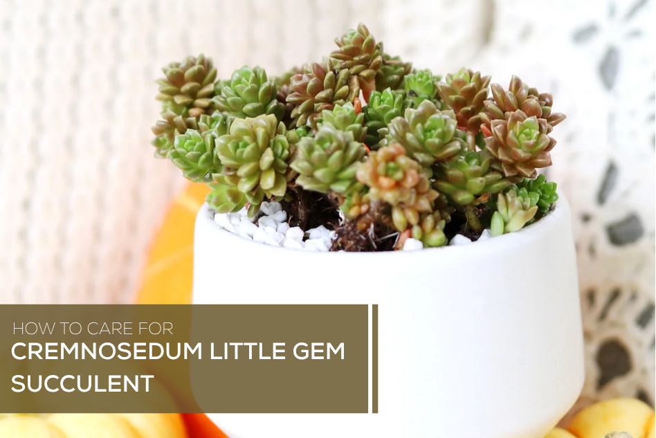 How to Care for Cremnosedum Little Gem Succulent
