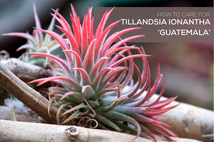 How to Care for Tillandsia ionantha ‘Guatemala’