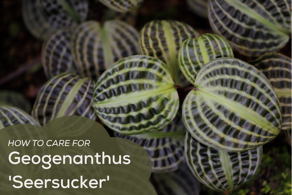 How to Care for Geogenanthus 'Seersucker'