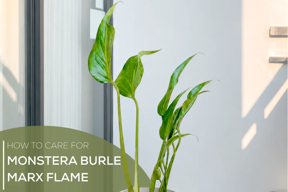 How to Care for Monstera Burle Marx Flame