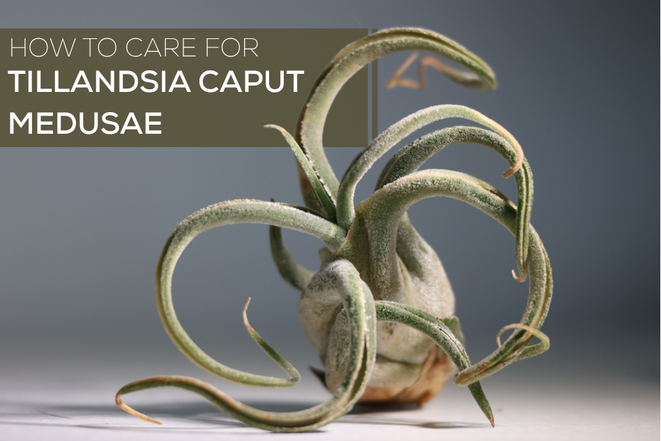 How to Care for Tillandsia Caput Medusae