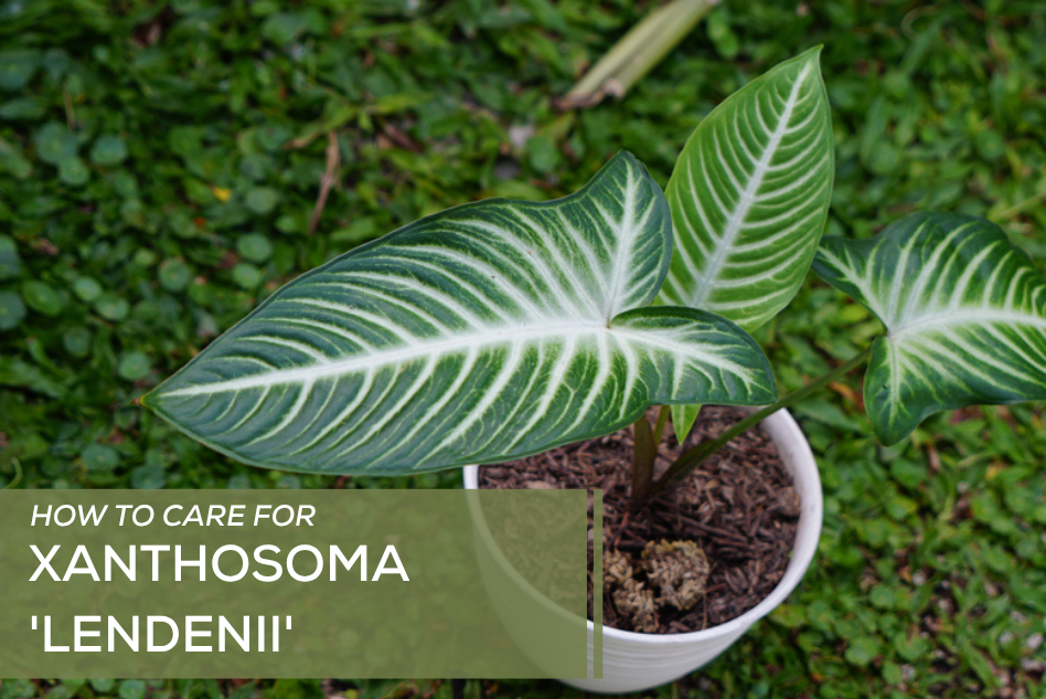 How to Care for Xanthosoma 'Lendenii'