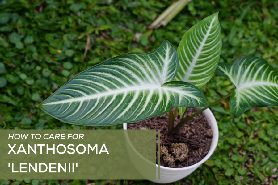 How to Care for Xanthosoma 'Lendenii'