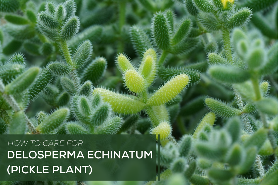 How to Care for Delosperma echinatum (Pickle Plant)