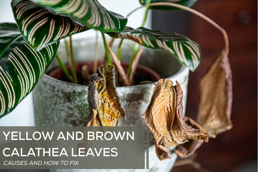 Yellow and Brown Calathea Leaves: Causes and How to Fix
