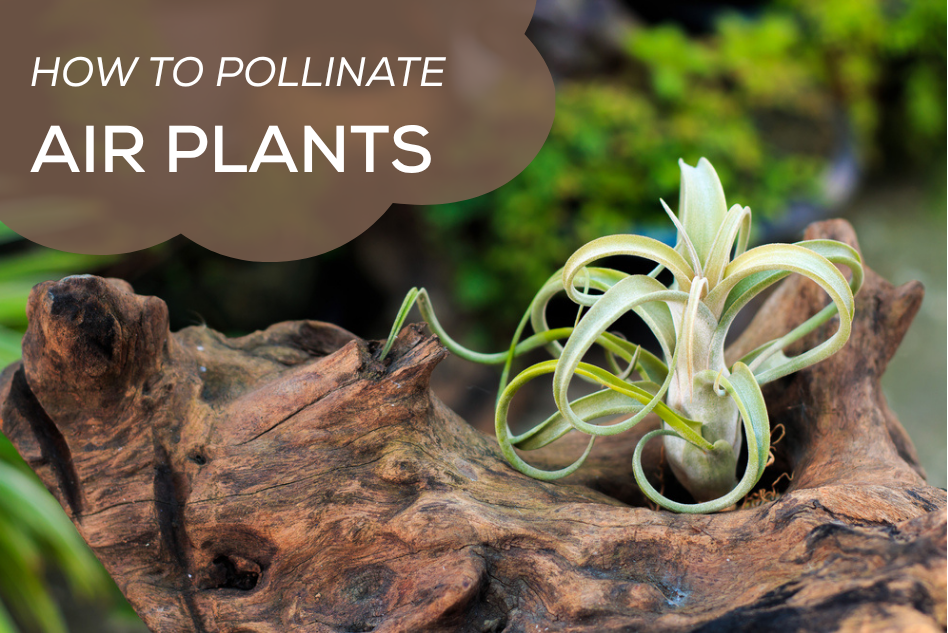 How to Pollinate Air Plants