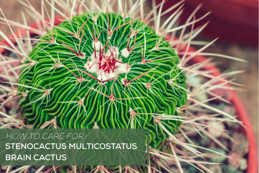 How to Care for Stenocactus multicostatus Brain Cactus