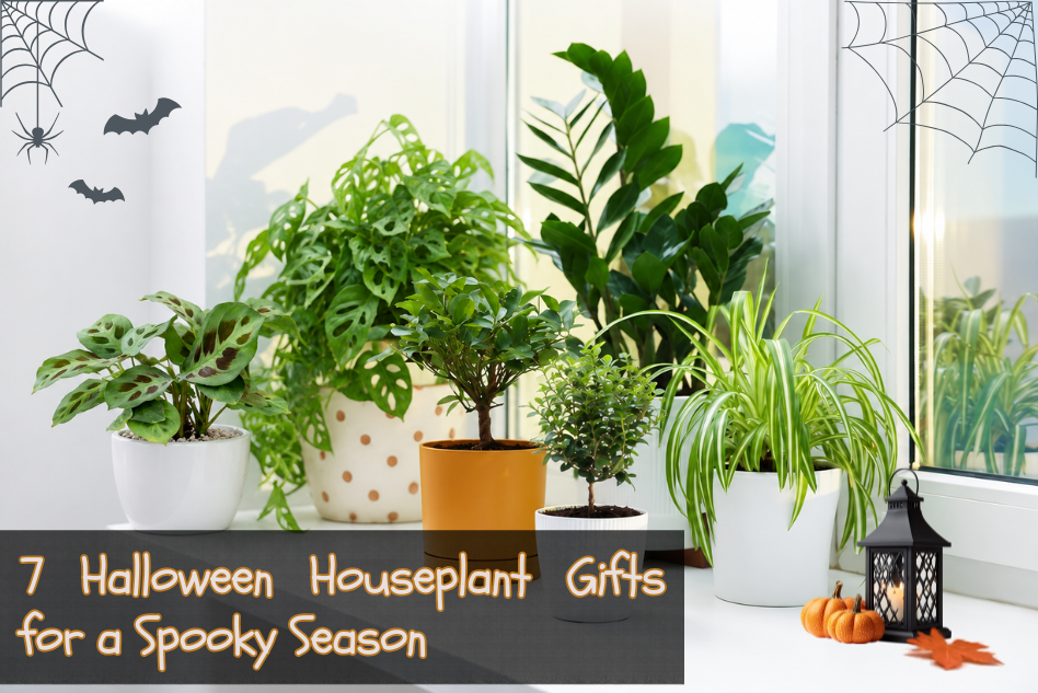 7 Halloween Houseplant Gifts for a Spooky Season