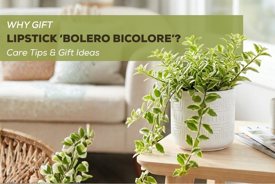 How to Care for Lipstick ‘Bolero Bicolore’