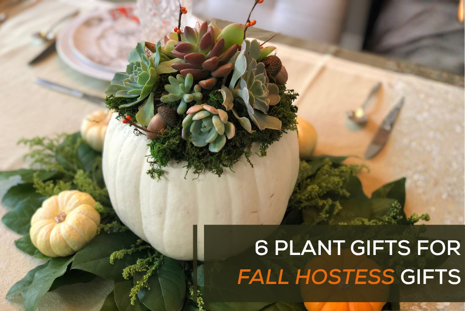 6 Plant Gifts for Fall Hostess Gifts