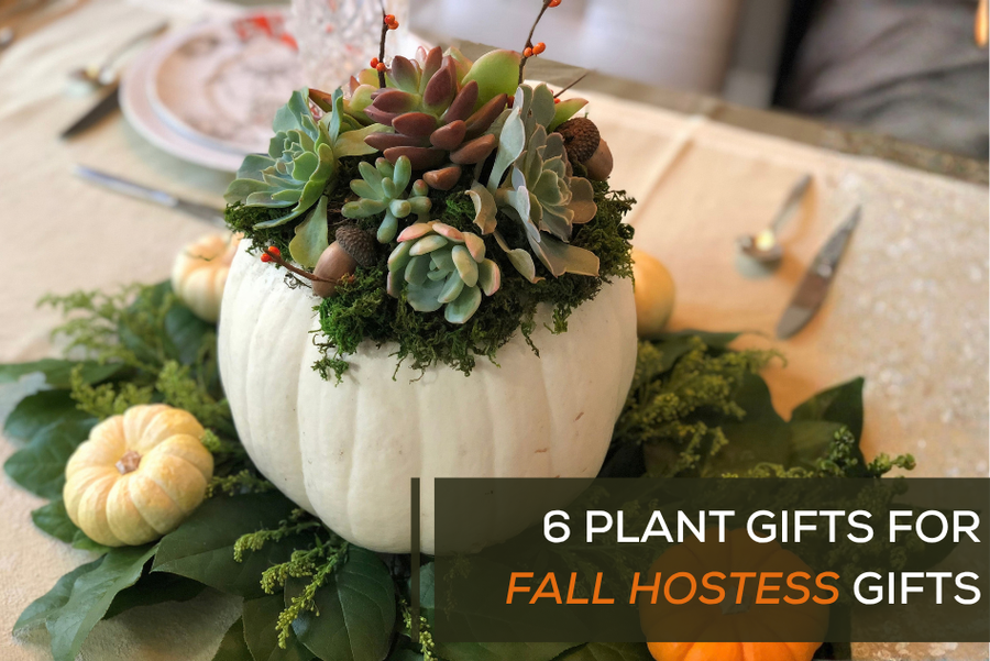 6 Plant Gifts for Fall Hostess Gifts