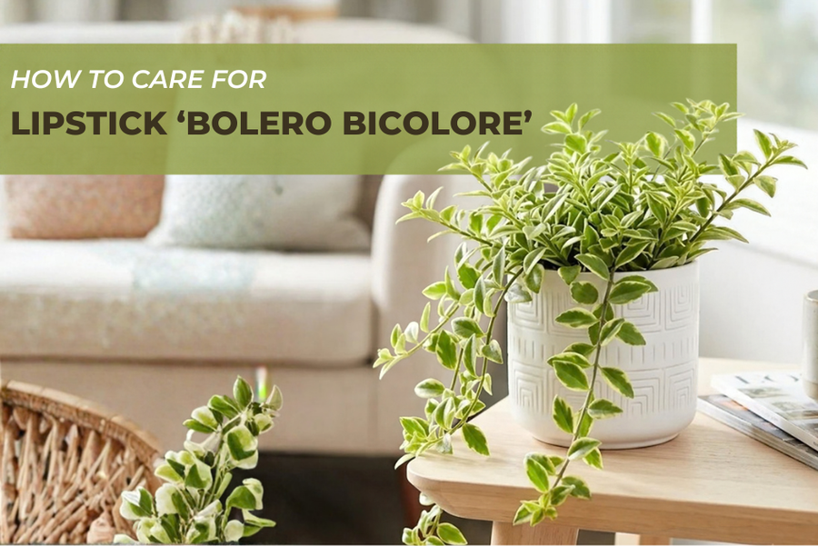 How to Care for Lipstick ‘Bolero Bicolore’