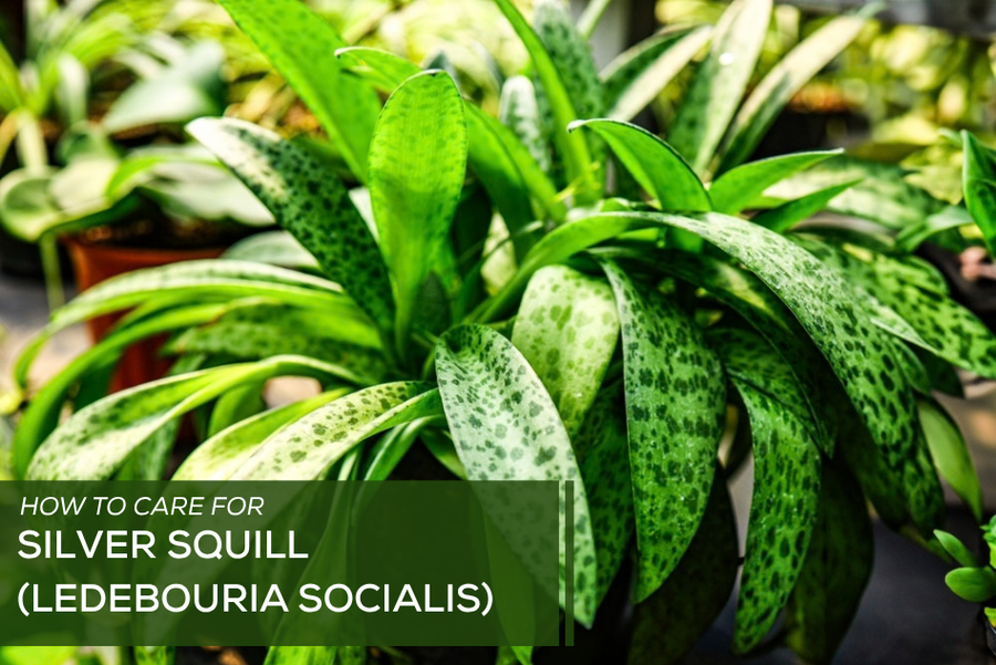 How to Care for Silver Squill (Ledebouria socialis)