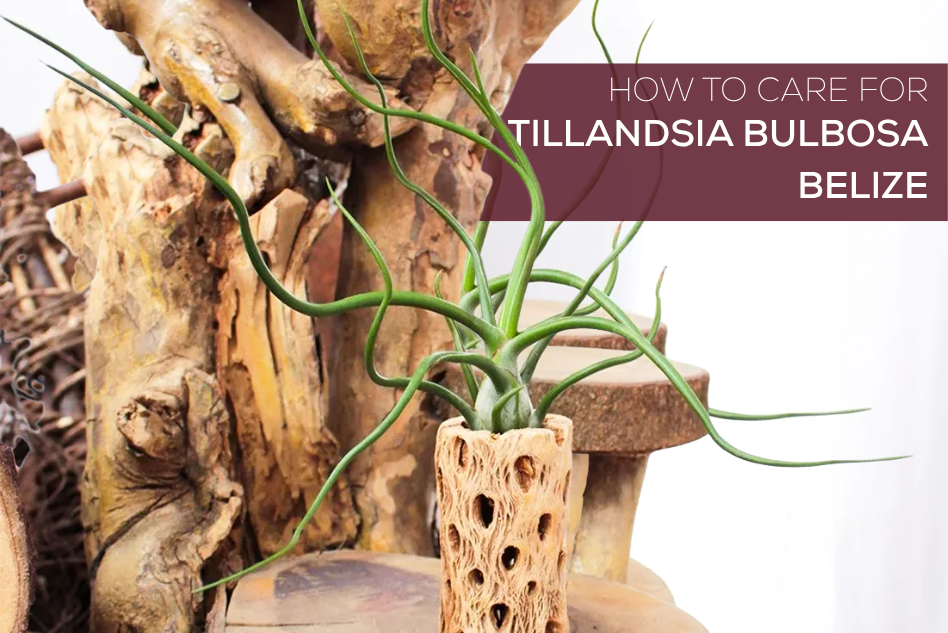 How to Care for Tillandsia Bulbosa Belize