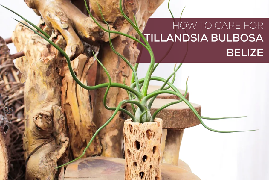 How to Care for Tillandsia Bulbosa Belize
