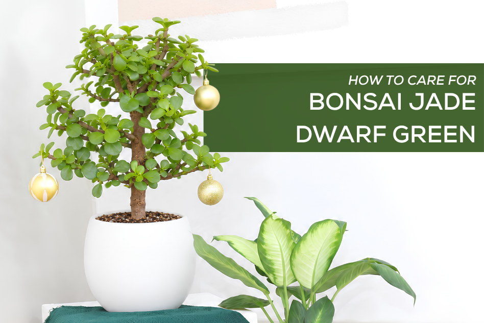 How to Care for Bonsai Jade Dwarf Green