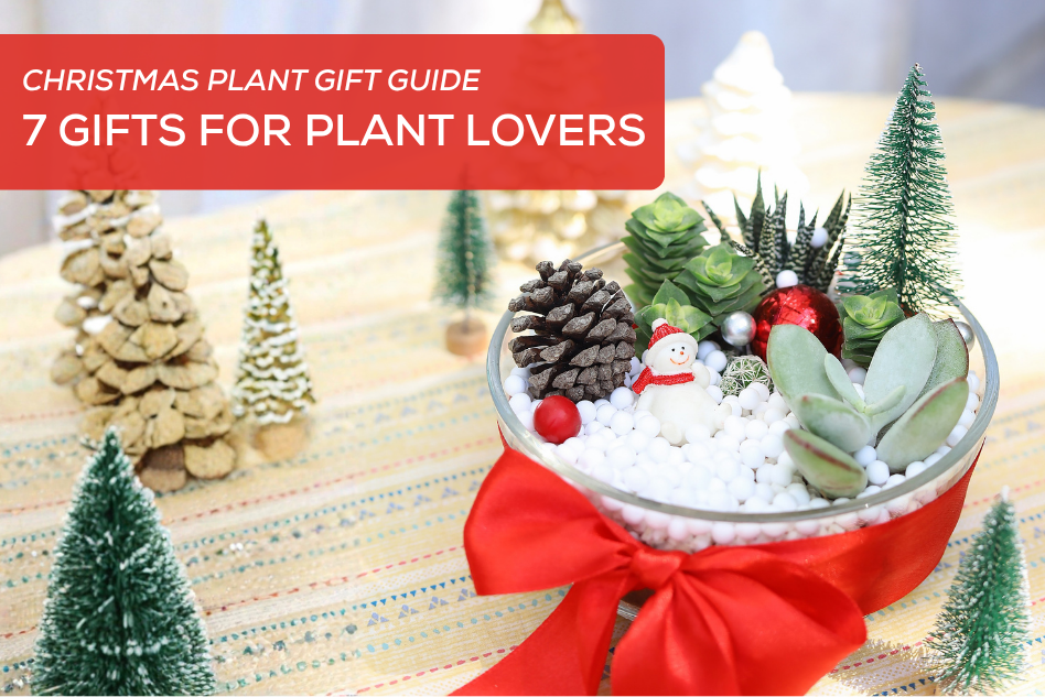 Christmas Plant Gift Guide: 7 Gifts for Plant Lovers