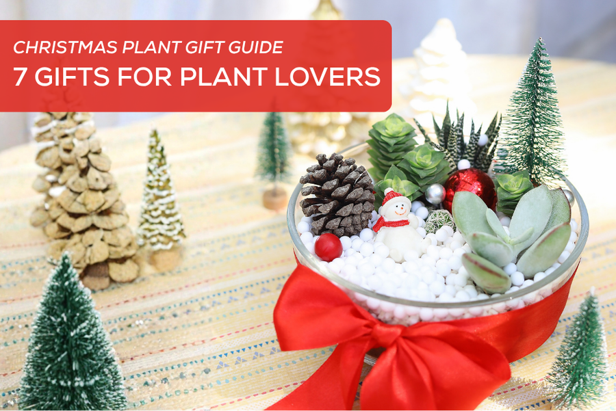 Christmas Plant Gift Guide: 7 Gifts for Plant Lovers