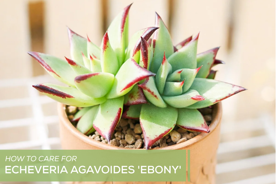 How to Care for Echeveria agavoides 'Ebony'