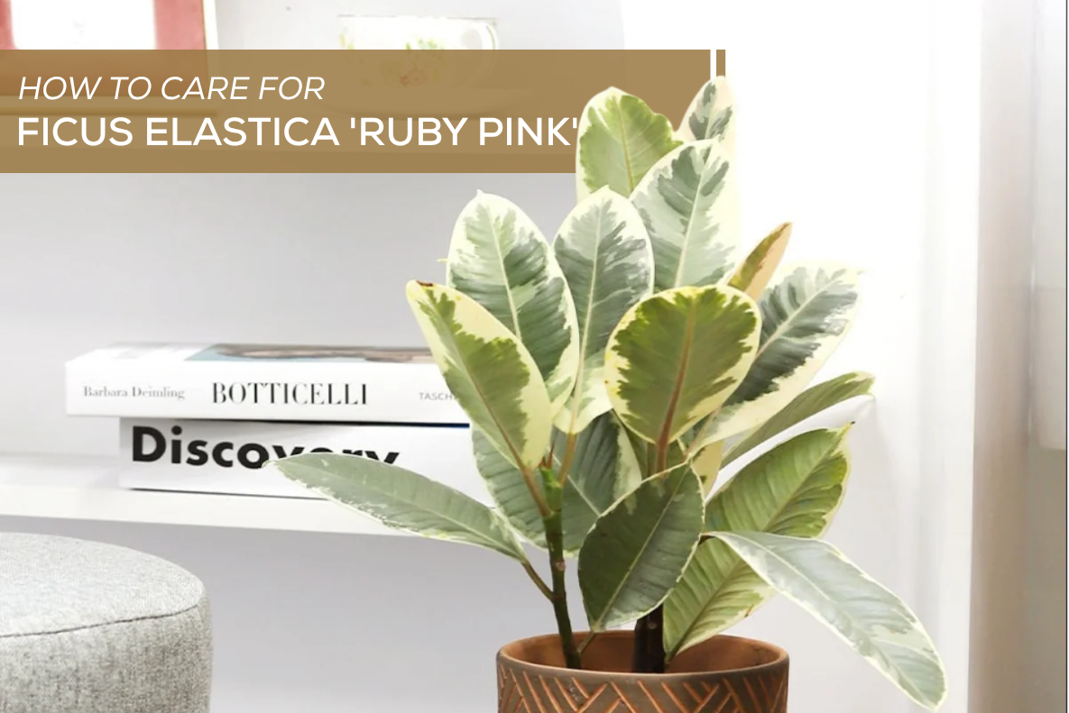How to Care for Ficus Elastica 'Ruby Pink'
