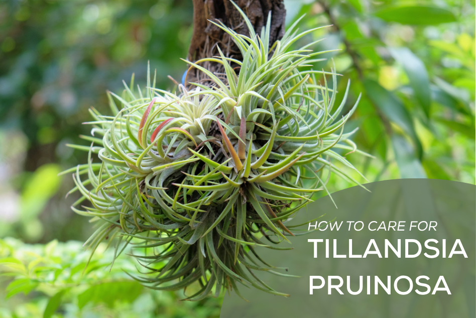 How to Care for Tillandsia Pruinosa