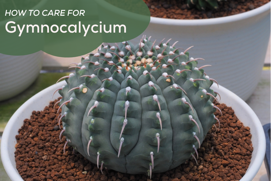 How to Care for Gymnocalycium