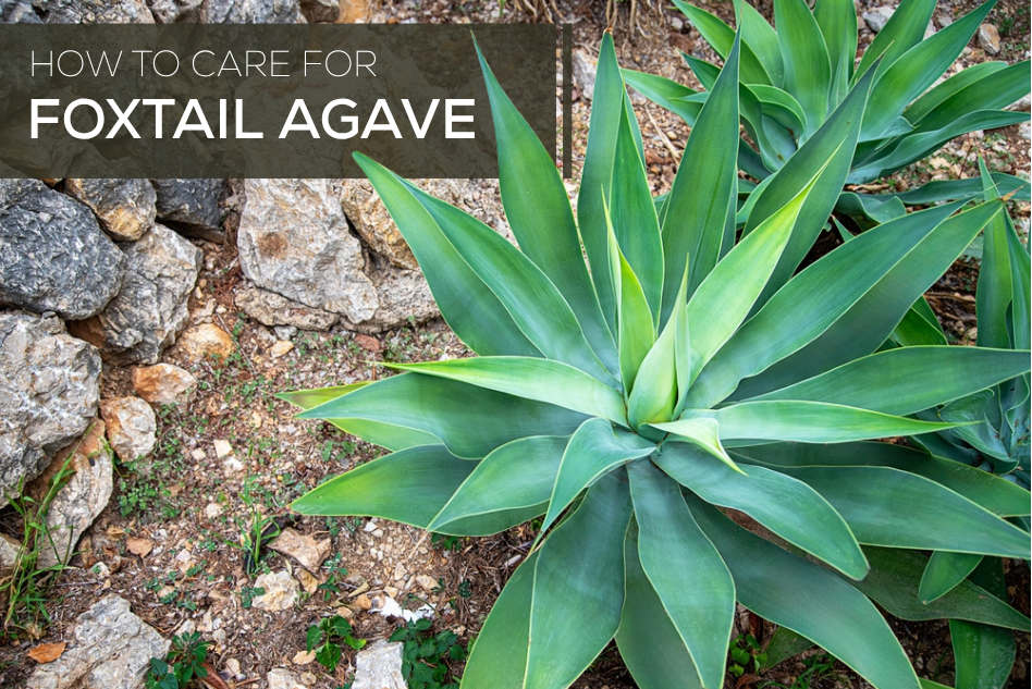 How to Care for Foxtail Agave