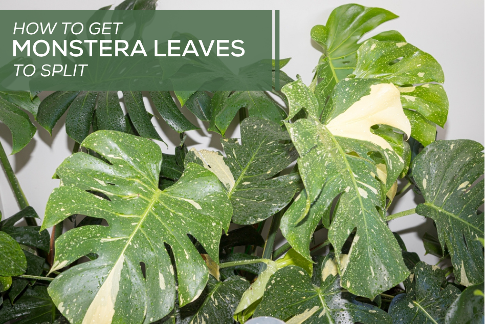 How to Get Monstera Leaves to Split
