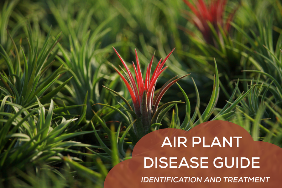 Air Plant Disease Guide: Identification and Treatment