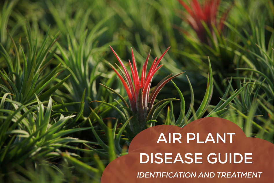Air Plant Disease Guide: Identification and Treatment