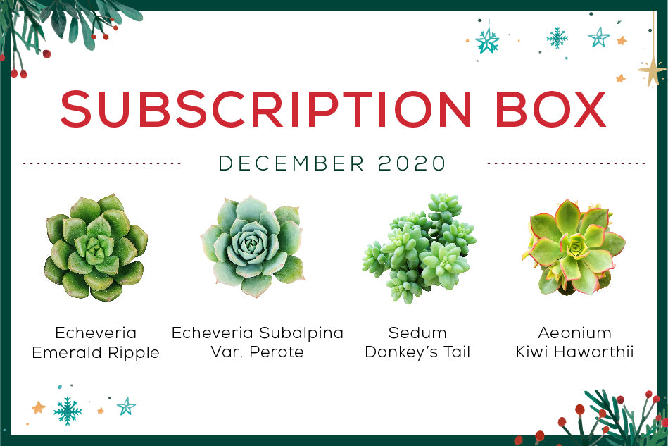 December 2020 Succulent Subscription Box Care Guide