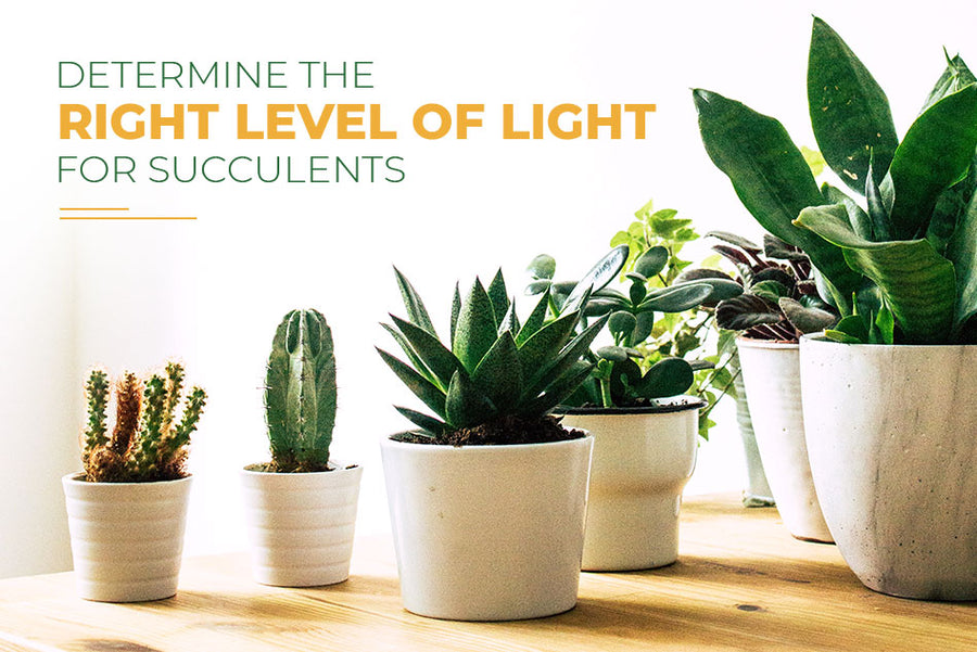 Demystify natural light for succulents