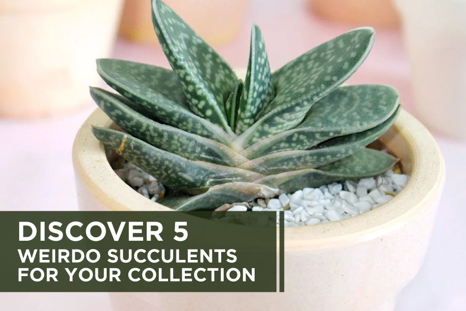 Discover 5 Weirdo Succulents for Your Collection