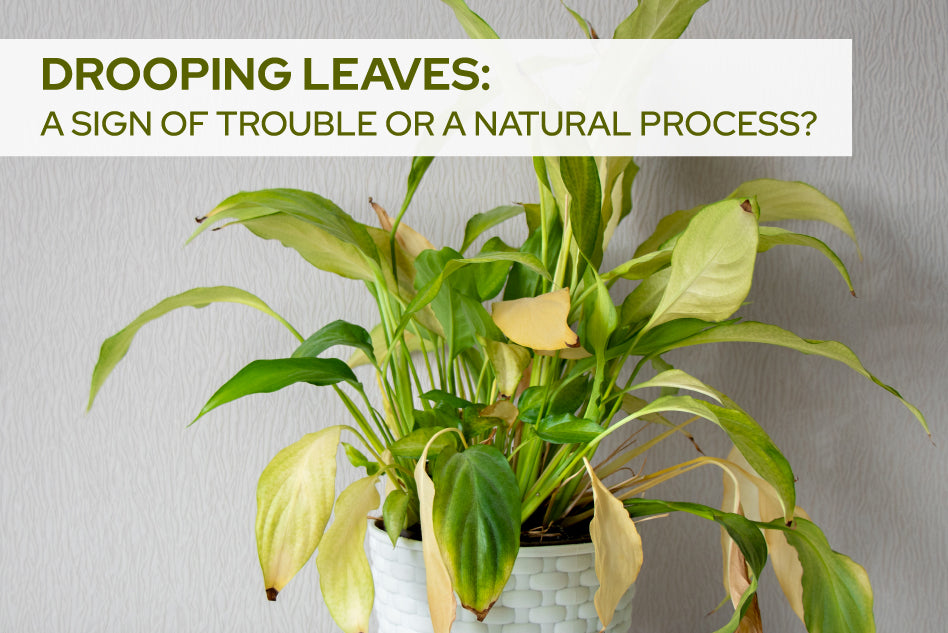 Drooping Leaves: A Sign of Trouble or A Natural Process?