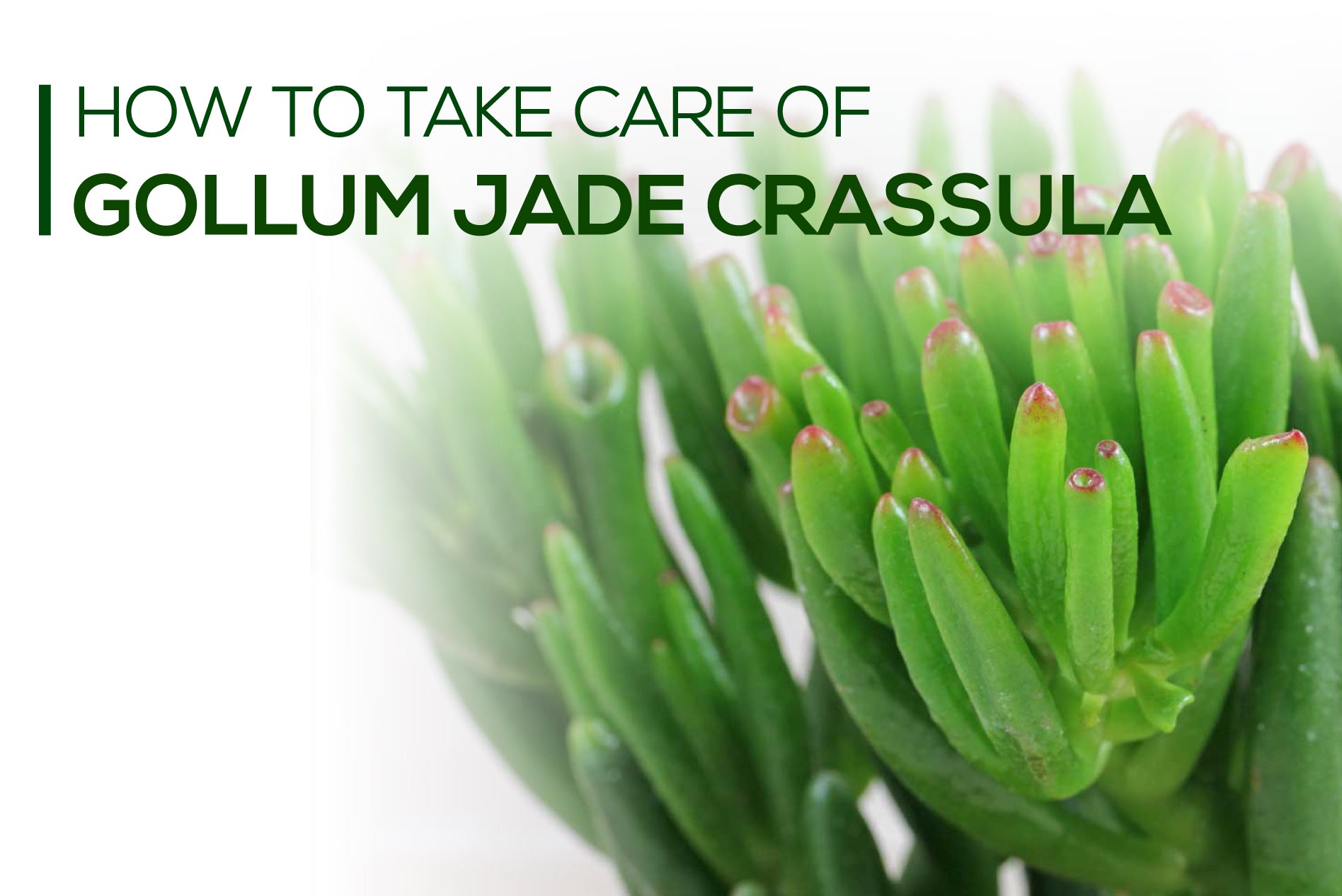 How to Grow and Take Care of Gollum Jade - Succulents Box