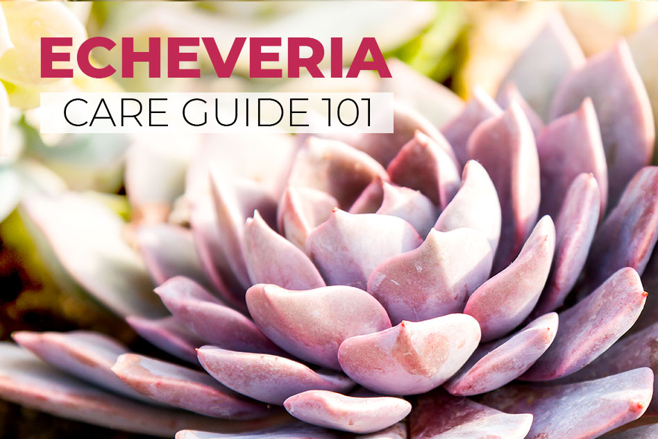 Echeveria Care Guide 101, How to care for echeveria, Tips for growing echeveria