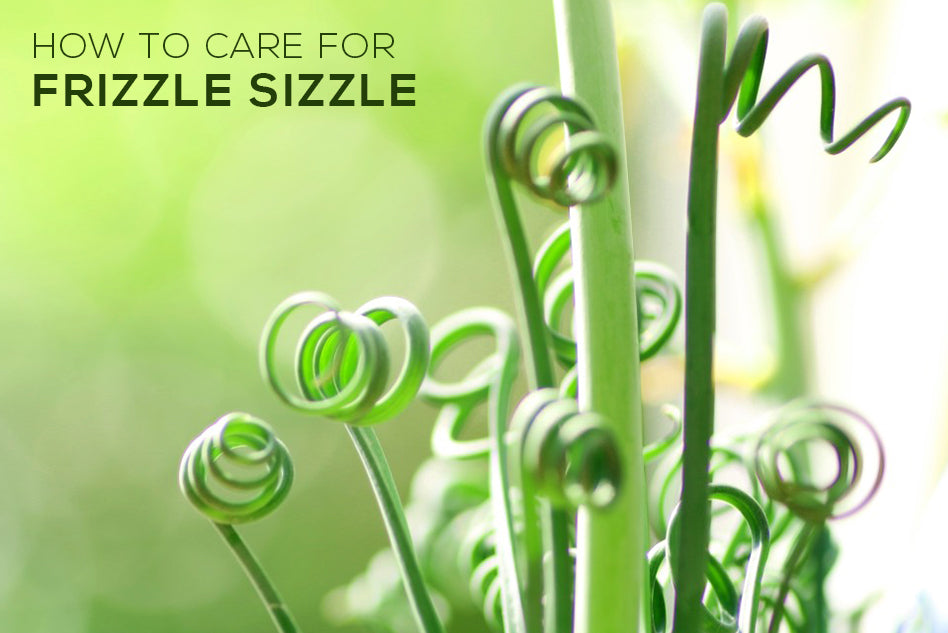How to Care For Frizzle Sizzle, Learn to grow and care for Albuca Spiralis, Frizzle Sizzle indoor care, Frizzle sizzle turning brown, Frizzle Sizzle dormancy